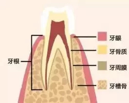 28歲了，還能做牙齒矯正嗎？