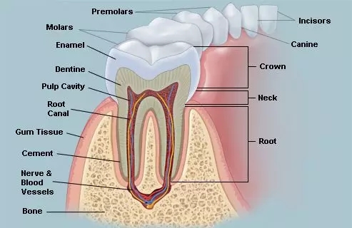 牙齒結(jié)構(gòu)圖